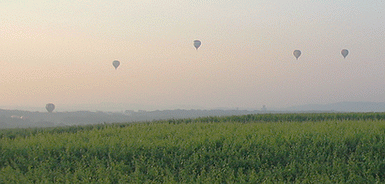 Mongolfiades Cormicy - Fin floraison - champagne 2007